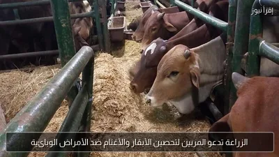 الزراعة تدعو المربين لتحصين الأبقار والأغنام ضد الأمراض الوبائية