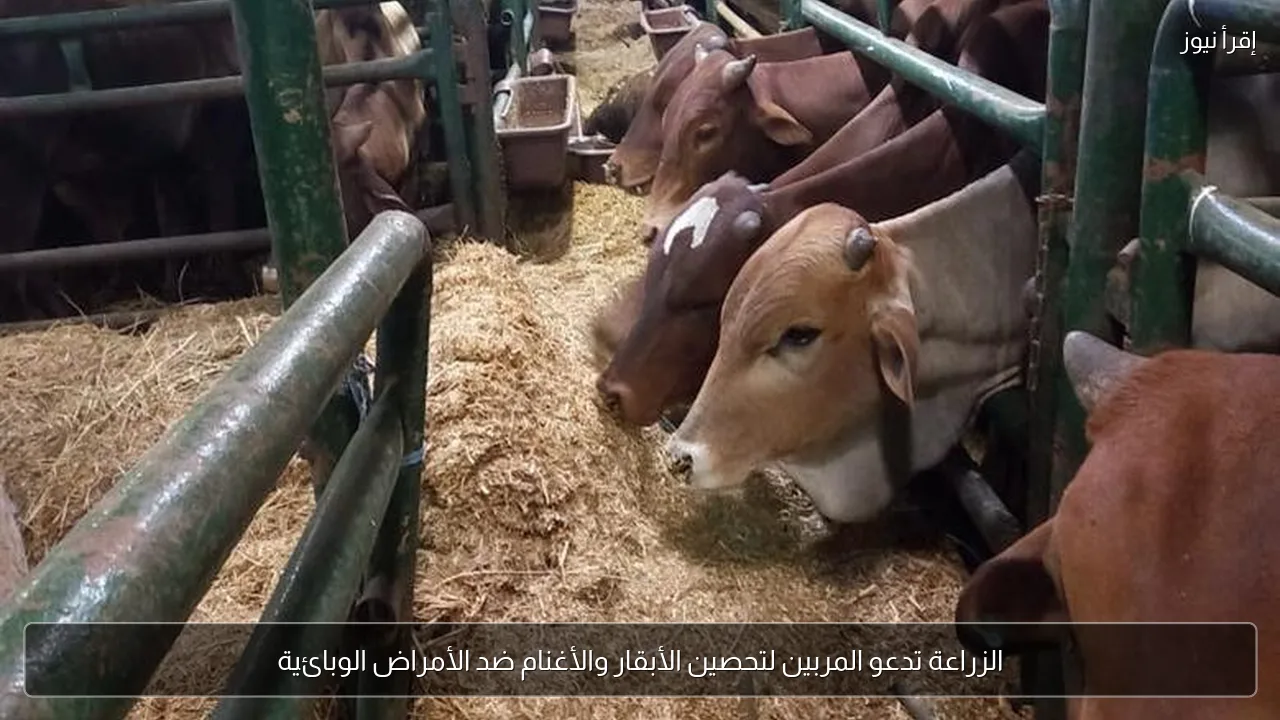 الزراعة تدعو المربين لتحصين الأبقار والأغنام ضد الأمراض الوبائية