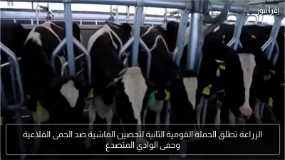 الزراعة تطلق الحملة القومية الثانية لتحصين الماشية ضد الحمى القلاعية وحمى الوادي المتصدع