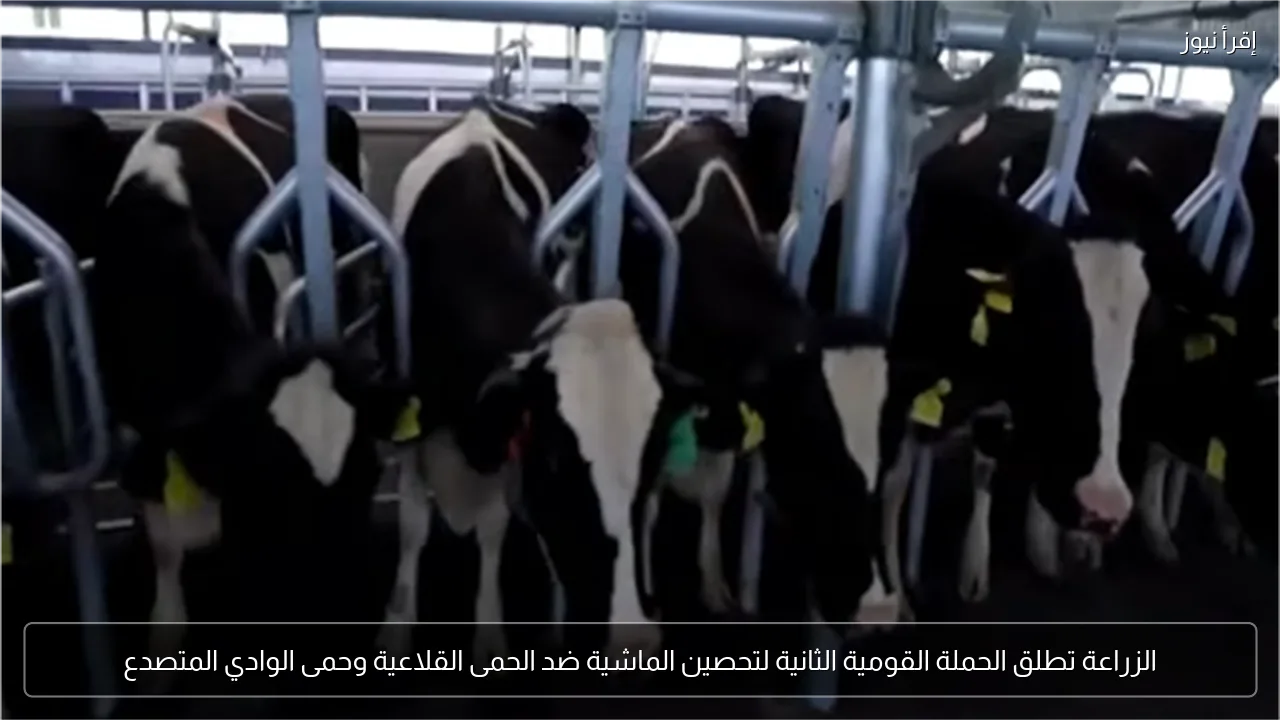الزراعة تطلق الحملة القومية الثانية لتحصين الماشية ضد الحمى القلاعية وحمى الوادي المتصدع