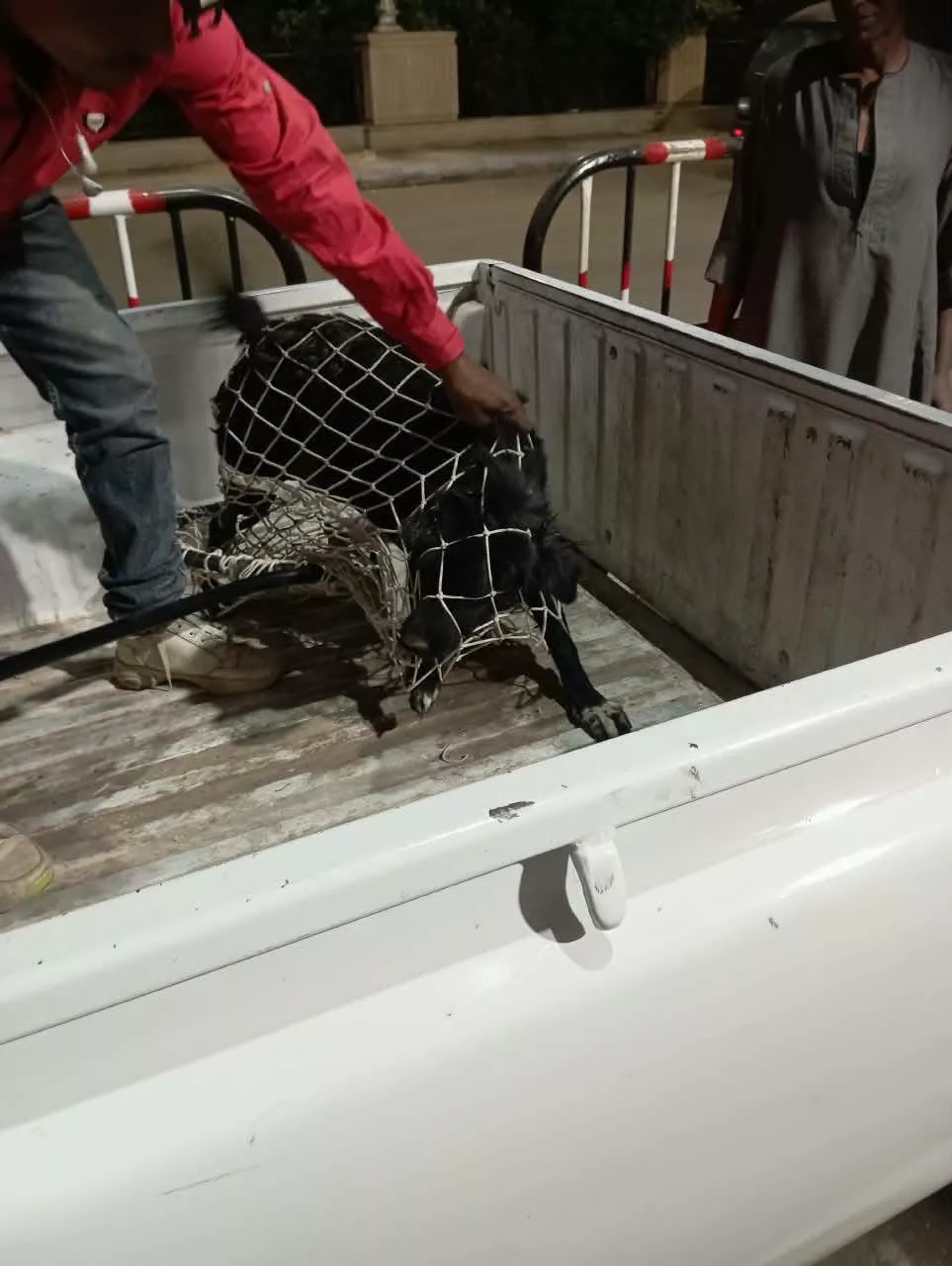 الطب البيطري والأمن يسيطران على كلب ضال عقر ثلاثة مواطنين بأرمنت الأقصر