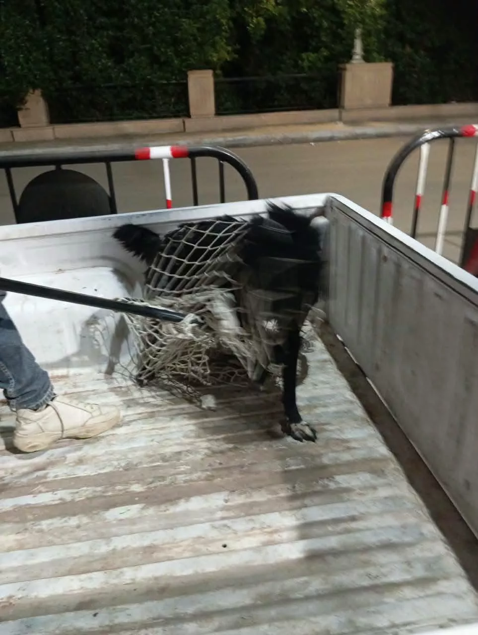 الطب البيطري والأمن يسيطران على كلب ضال عقر ثلاثة مواطنين بأرمنت الأقصر