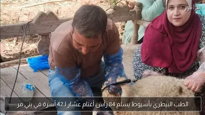 الطب البيطري بأسيوط يسلم 84 رأس أغنام عشار لـ42 أسرة في بني مر