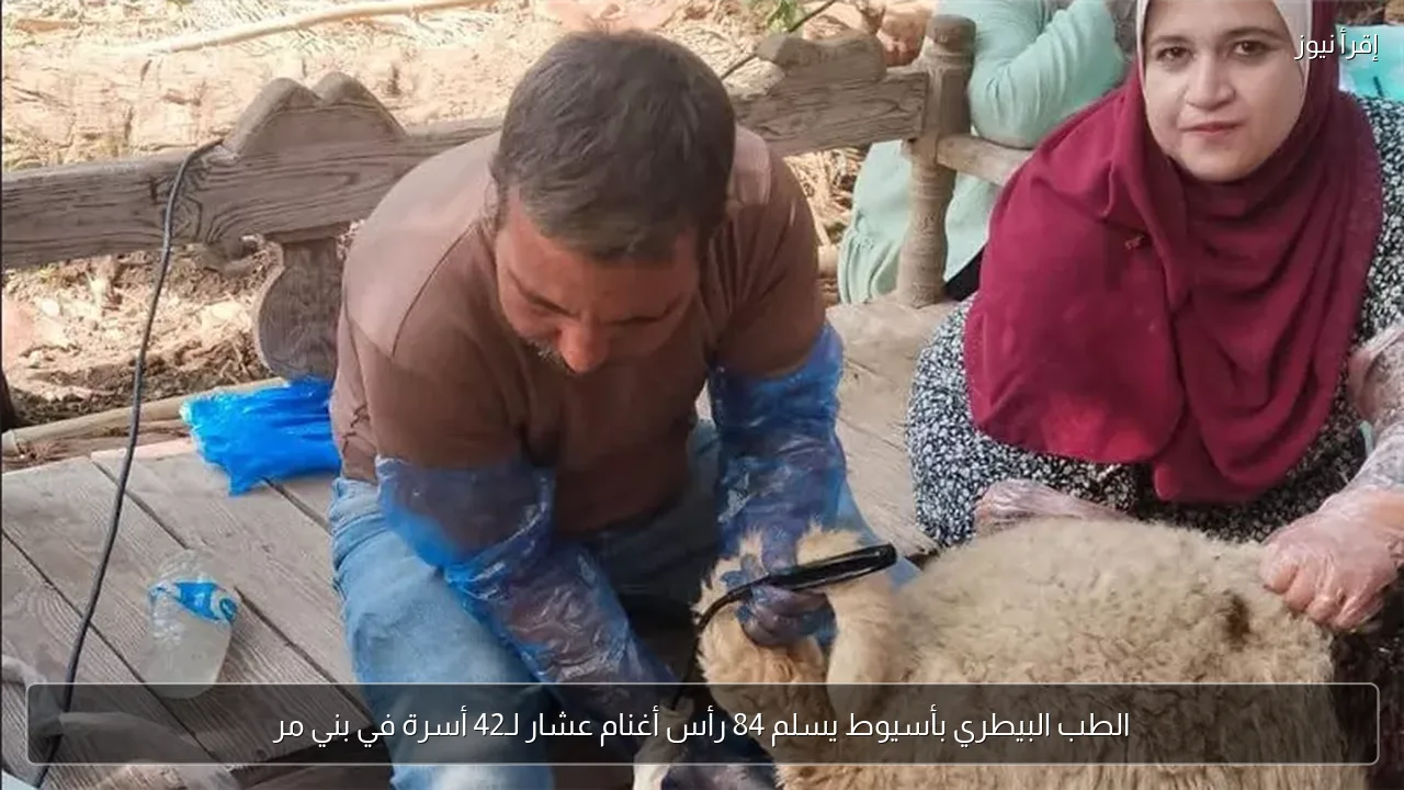الطب البيطري بأسيوط يسلم 84 رأس أغنام عشار لـ42 أسرة في بني مر