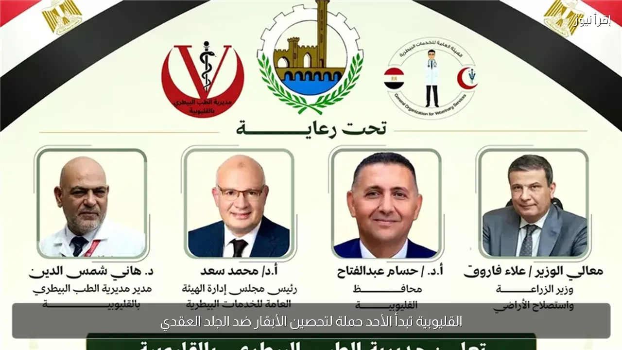 القليوبية تبدأ الأحد حملة لتحصين الأبقار ضد الجلد العقدي