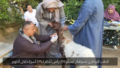 الطب البيطري بسوهاج تسلّم 770 رأس أغنام لـ375 أسرة خلال أكتوبر