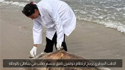 الطب البيطري يرجح ارتطام دولفين نافق بجسم صلب في شاطئ بالوظة