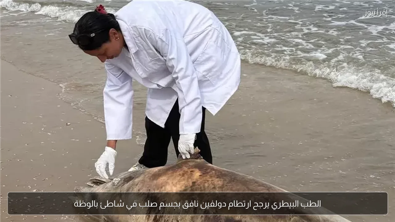 الطب البيطري يرجح ارتطام دولفين نافق بجسم صلب في شاطئ بالوظة