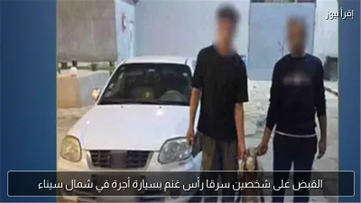 القبض على شخصين سرقا رأس غنم بسيارة أجرة في شمال سيناء