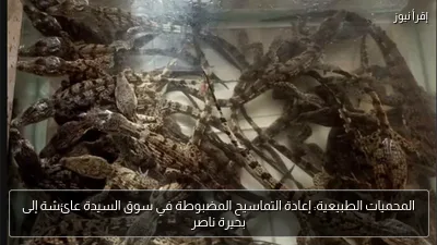 المحميات الطبيعية: إعادة التماسيح المضبوطة في سوق السيدة عائشة إلى بحيرة ناصر