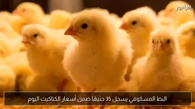 البط المسكوفي يسجل 35 جنيهًا ضمن أسعار الكتاكيت اليوم