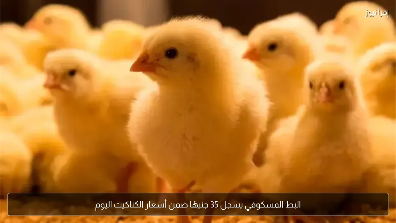 البط المسكوفي يسجل 35 جنيهًا ضمن أسعار الكتاكيت اليوم