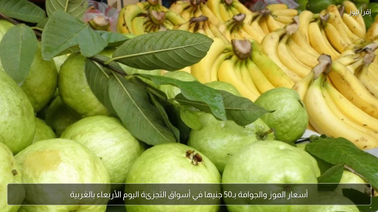 أسعار الموز والجوافة بـ50 جنيها في أسواق التجزئة اليوم الأربعاء بالغربية