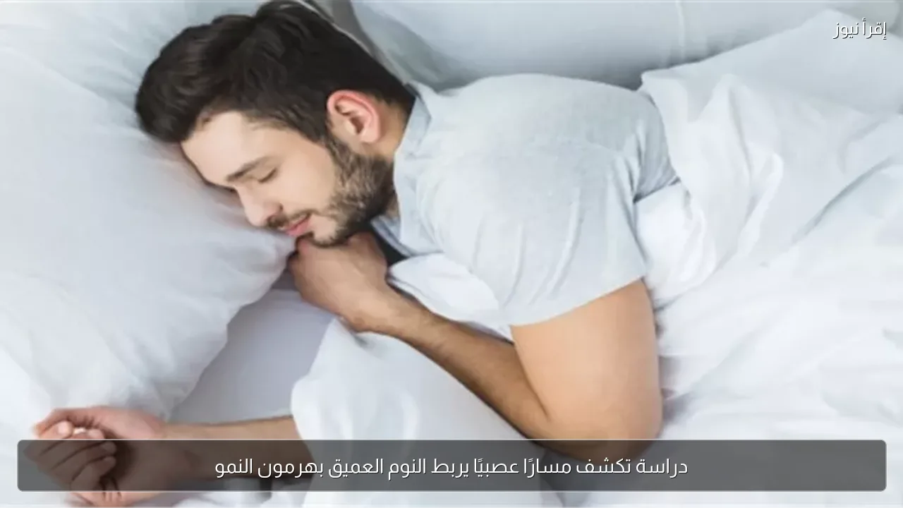دراسة تكشف مسارًا عصبيًا يربط النوم العميق بهرمون النمو