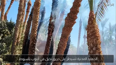 الحماية المدنية تسيطر على حريق نخيل في أبنوب بأسيوط