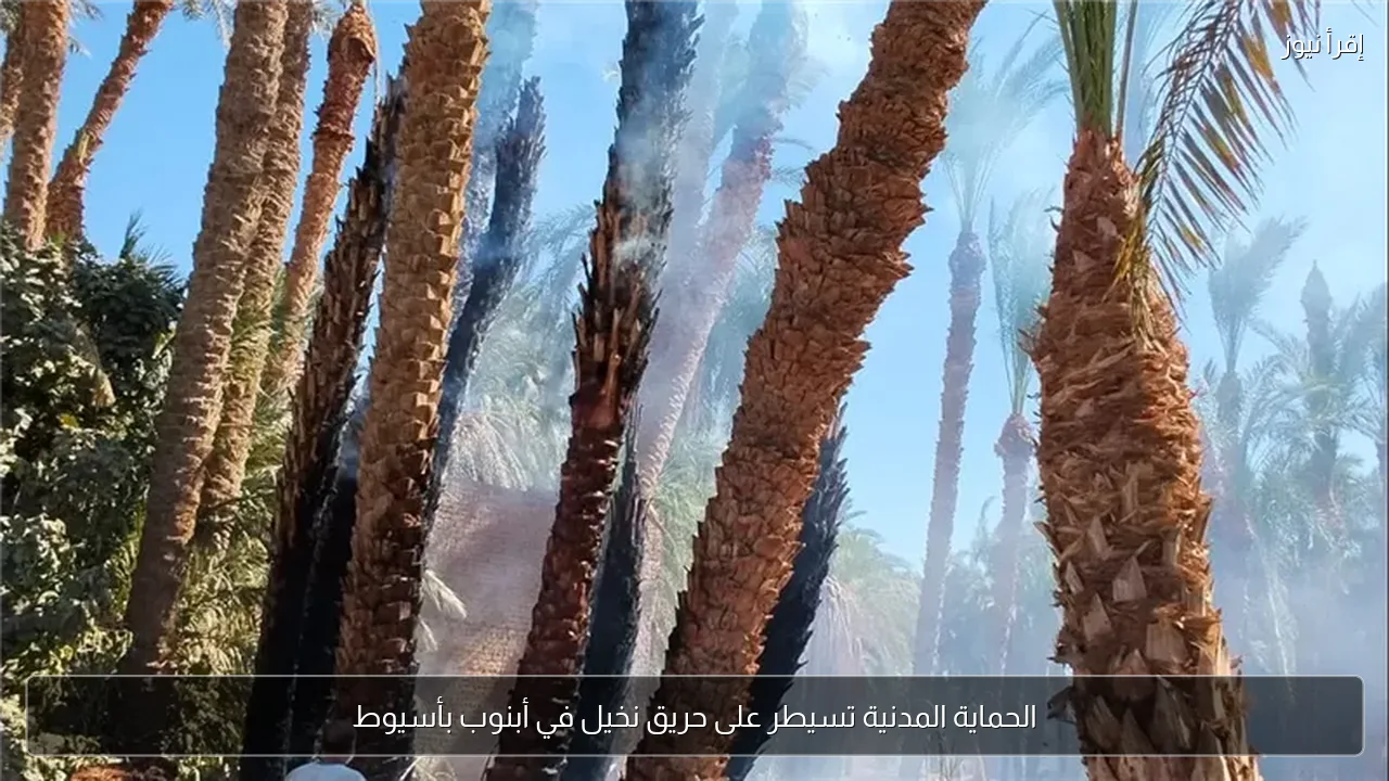 الحماية المدنية تسيطر على حريق نخيل في أبنوب بأسيوط