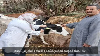 بدء الحملة القومية لتحصين الأبقار والأغنام والماعز في الجيزة