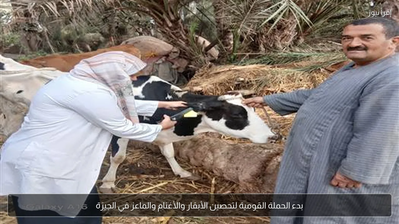 بدء الحملة القومية لتحصين الأبقار والأغنام والماعز في الجيزة