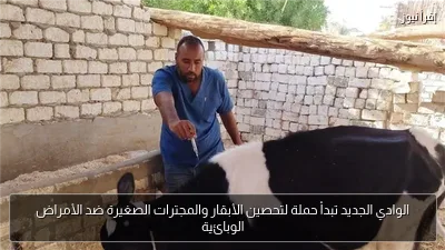 الوادي الجديد تبدأ حملة لتحصين الأبقار والمجترات الصغيرة ضد الأمراض الوبائية