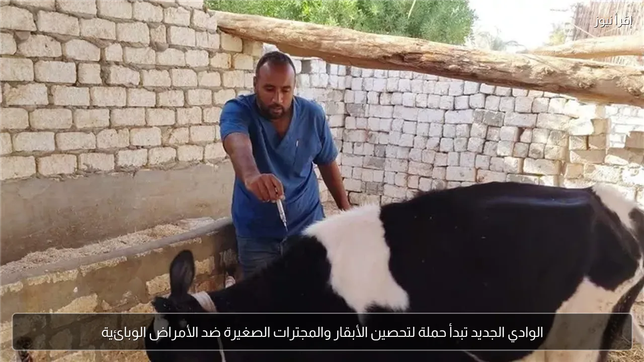 الوادي الجديد تبدأ حملة لتحصين الأبقار والمجترات الصغيرة ضد الأمراض الوبائية