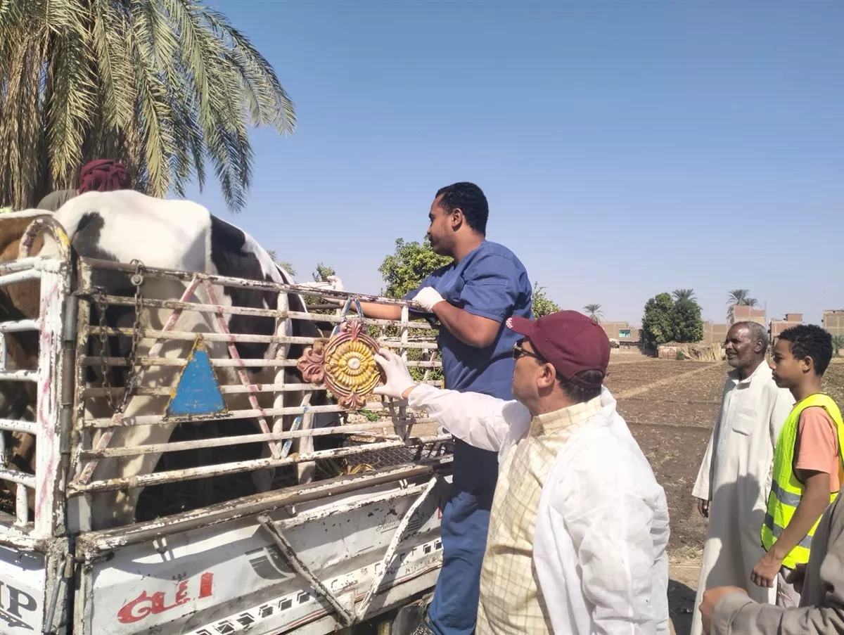 بيطري الأقصر يعالج 1017 حيوانا وطائرا مجانا في العديسات