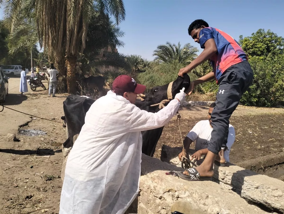 بيطري الأقصر يعالج 1017 حيوانا وطائرا مجانا في العديسات