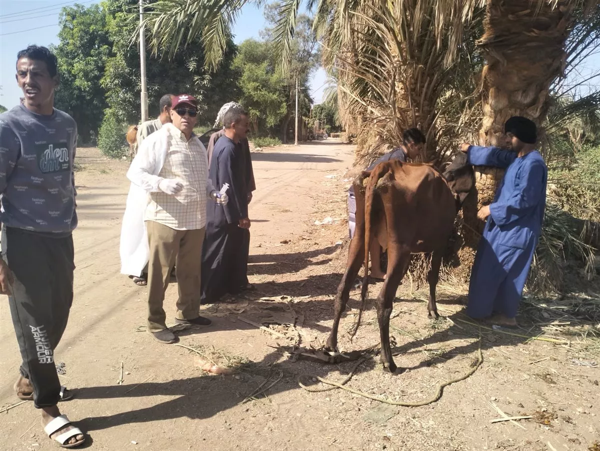 بيطري الأقصر يعالج 1017 حيوانا وطائرا مجانا في العديسات