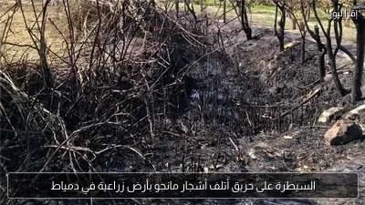 السيطرة على حريق أتلف أشجار مانجو بأرض زراعية في دمياط