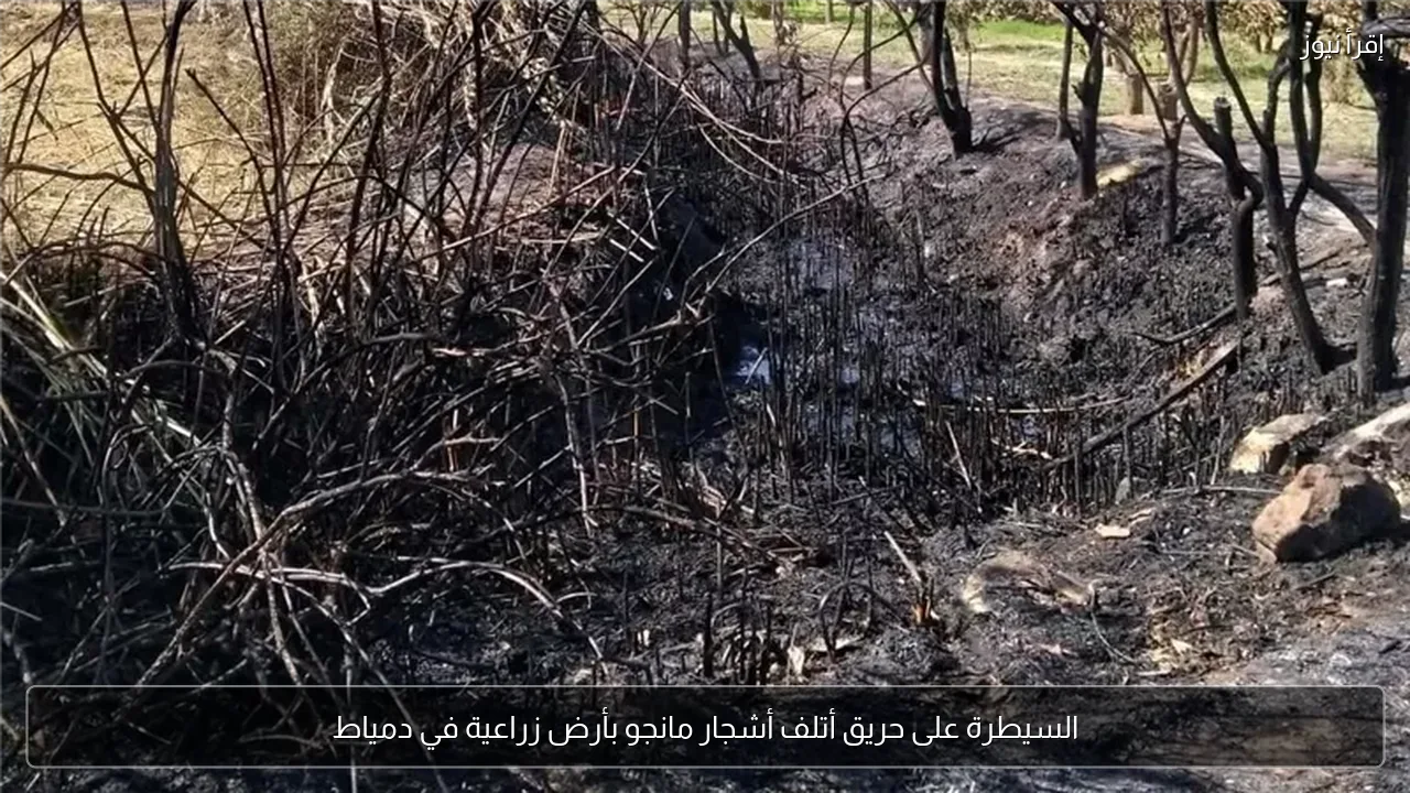 السيطرة على حريق أتلف أشجار مانجو بأرض زراعية في دمياط