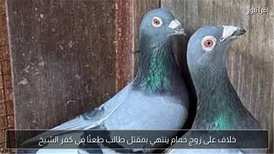 خلاف على زوج حمام ينتهي بمقتل طالب طعنًا في كفر الشيخ