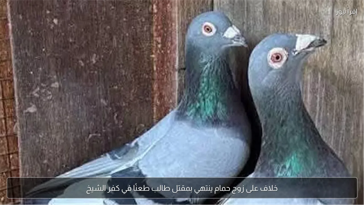خلاف على زوج حمام ينتهي بمقتل طالب طعنًا في كفر الشيخ