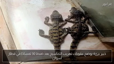 خبير بيئة يوضح عقوبات تهريب التماسيح بعد ضبط 30 تمساحًا في قطار أسوان