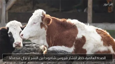 الصحة العالمية: خطر انتشار فيروس شاموندا بين البشر لا يزال منخفضًا