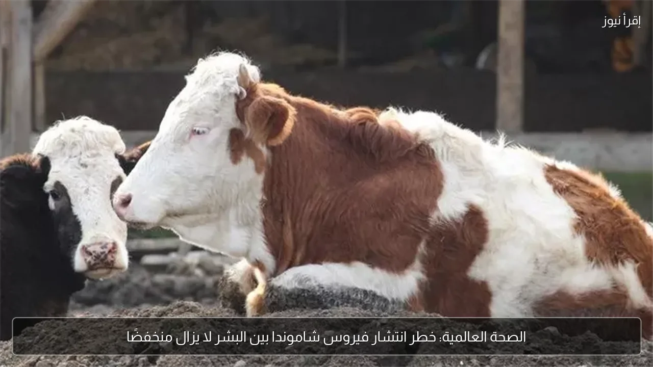 الصحة العالمية: خطر انتشار فيروس شاموندا بين البشر لا يزال منخفضًا