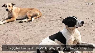 الغردقة تبدأ إنشاء مركز متكامل لإيواء الكلاب الضالة بتكلفة 23 مليون جنيه