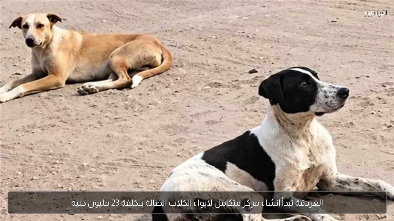 الغردقة تبدأ إنشاء مركز متكامل لإيواء الكلاب الضالة بتكلفة 23 مليون جنيه