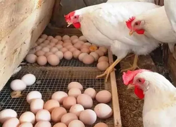 سعر كيلو الفراخ