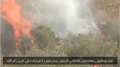 مستوطنون يهاجمون قاطفي الزيتون ويحرقون 3 مركبات في قرى رام الله