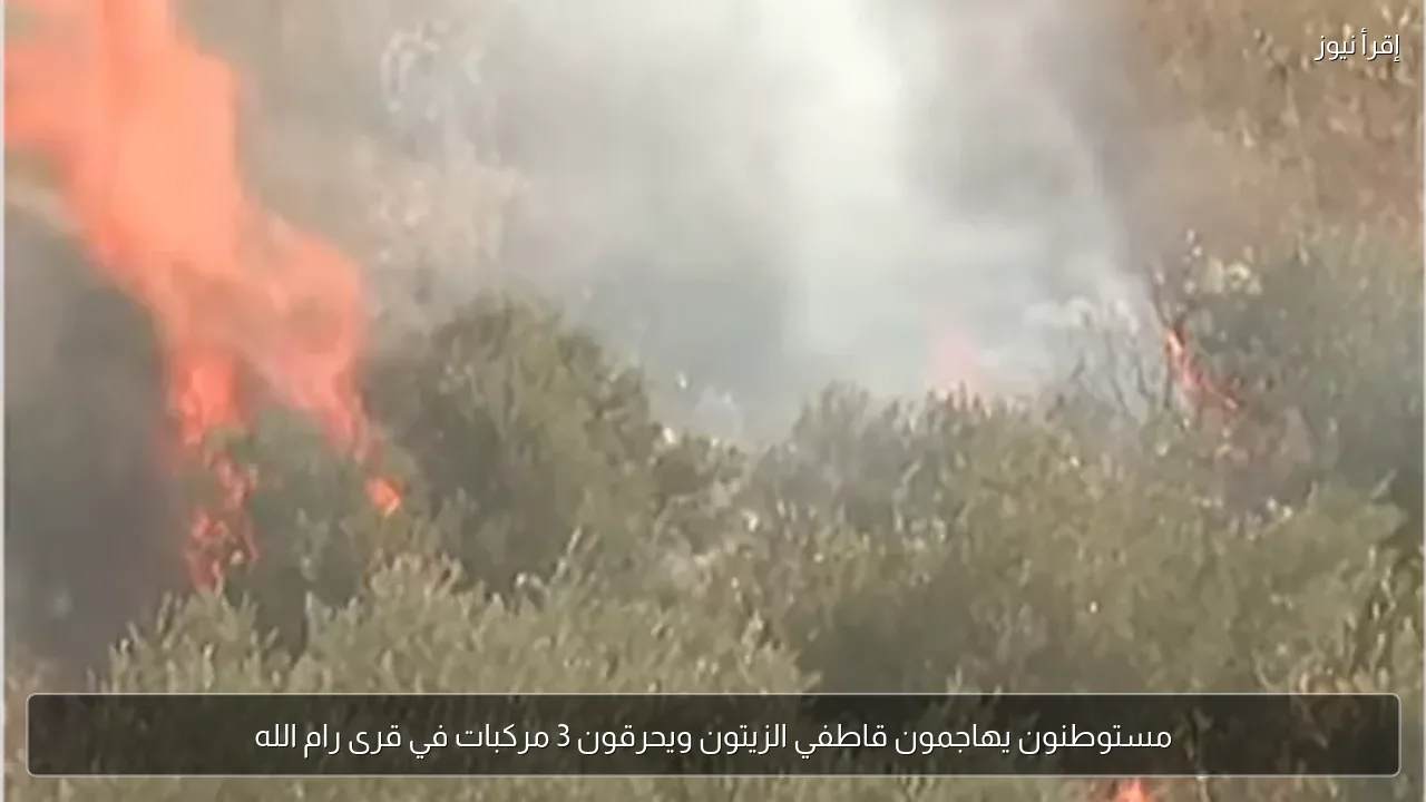 مستوطنون يهاجمون قاطفي الزيتون ويحرقون 3 مركبات في قرى رام الله