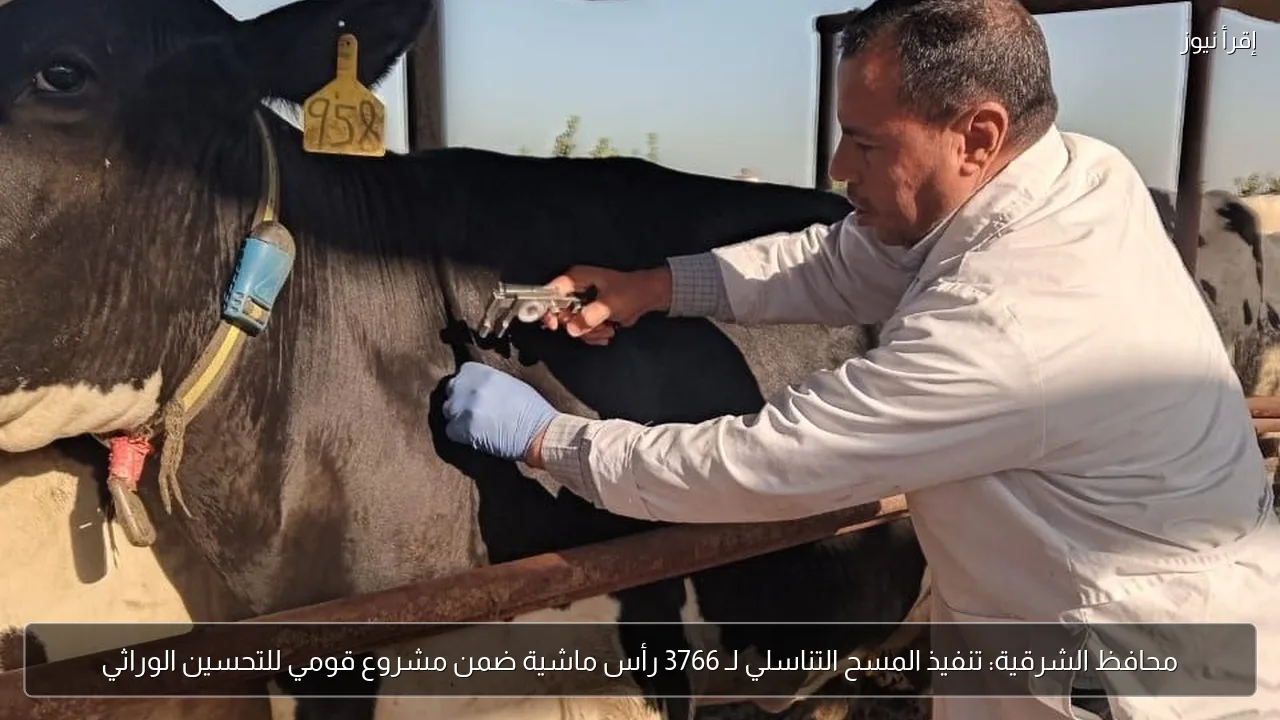 محافظ الشرقية: تنفيذ المسح التناسلي لـ 3766 رأس ماشية ضمن مشروع قومي للتحسين الوراثي