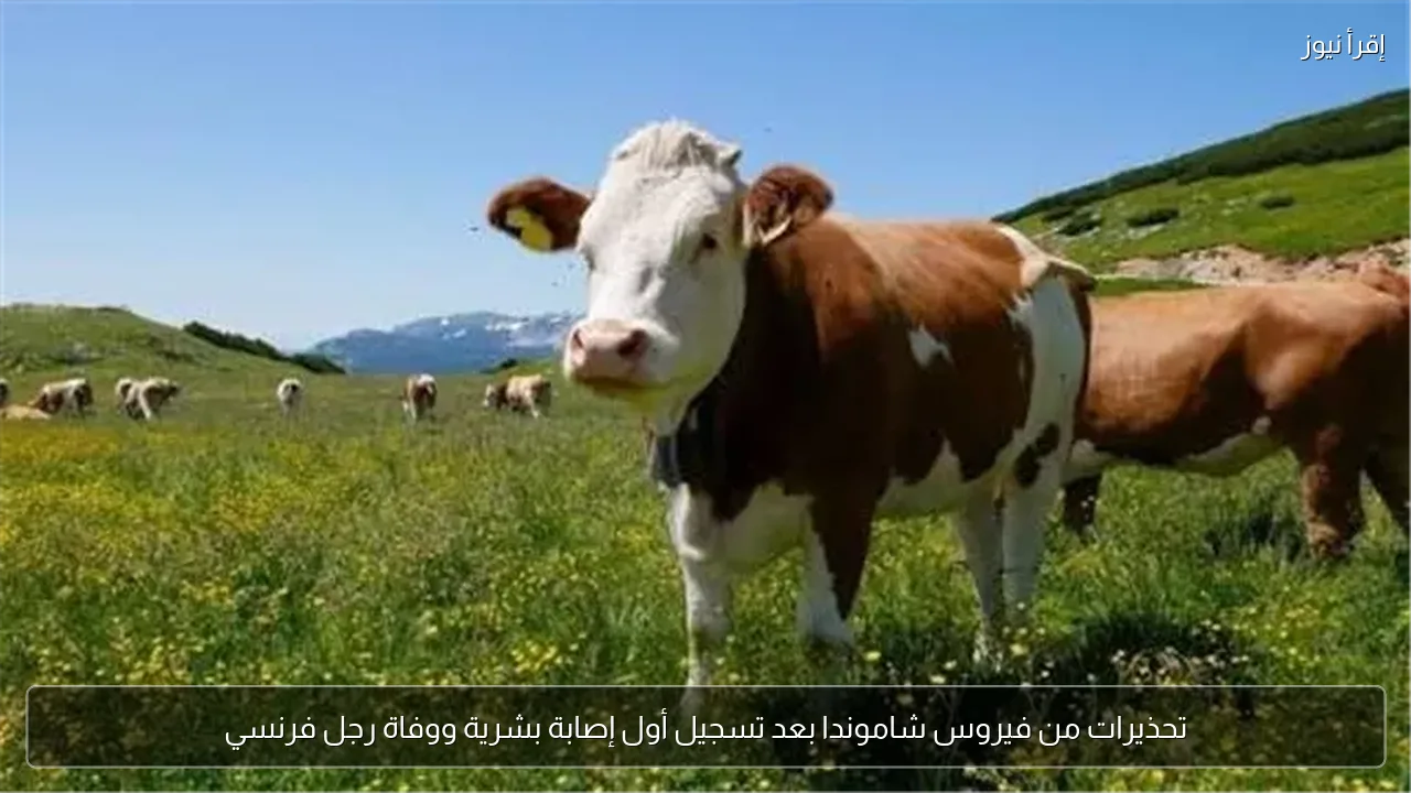 تحذيرات من فيروس شاموندا بعد تسجيل أول إصابة بشرية ووفاة رجل فرنسي