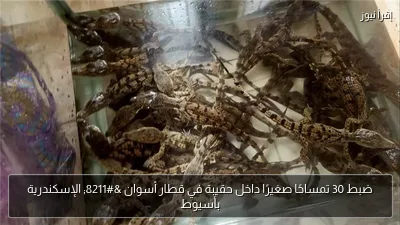 ضبط 30 تمساحًا صغيرًا داخل حقيبة في قطار أسوان – الإسكندرية بأسيوط