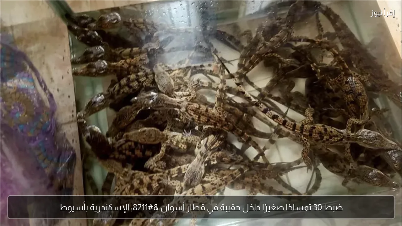 ضبط 30 تمساحًا صغيرًا داخل حقيبة في قطار أسوان – الإسكندرية بأسيوط