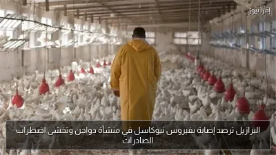 البرازيل ترصد إصابة بفيروس نيوكاسل في منشأة دواجن وتخشى اضطراب الصادرات