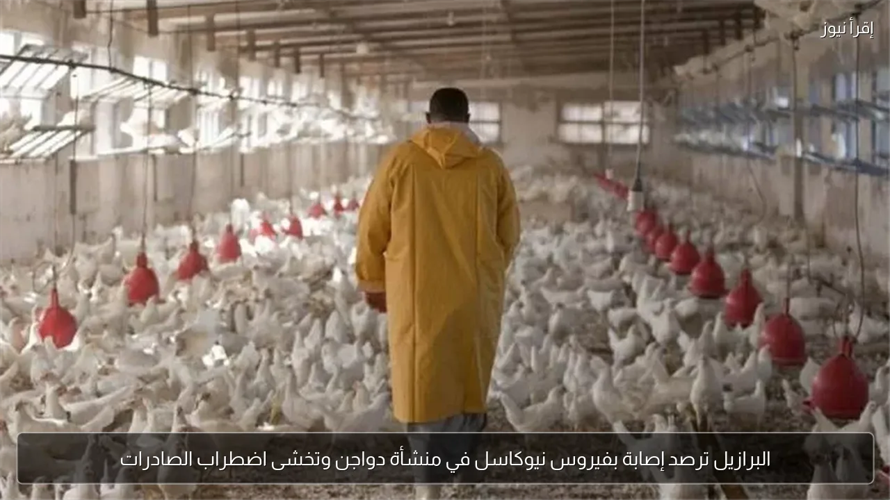 البرازيل ترصد إصابة بفيروس نيوكاسل في منشأة دواجن وتخشى اضطراب الصادرات