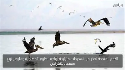 الأمم المتحدة تحذر من تهديدات متزايدة تواجه الطيور المهاجرة ومليون نوع مهدد بالانقراض
