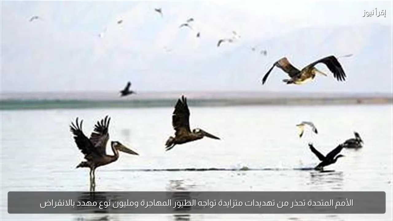الأمم المتحدة تحذر من تهديدات متزايدة تواجه الطيور المهاجرة ومليون نوع مهدد بالانقراض