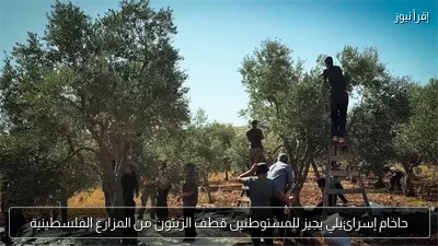 حاخام إسرائيلي يجيز للمستوطنين قطف الزيتون من المزارع الفلسطينية