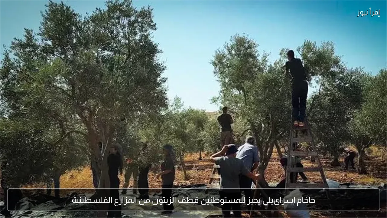 حاخام إسرائيلي يجيز للمستوطنين قطف الزيتون من المزارع الفلسطينية