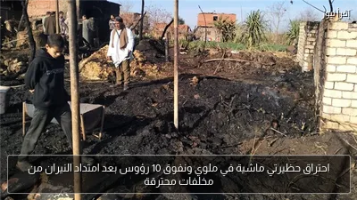 احتراق حظيرتي ماشية في ملوي ونفوق 10 رؤوس بعد امتداد النيران من مخلفات محترقة
